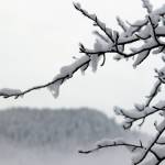 A tree branch bears the weight of accumulated snow. Much of Southeast Alaska, including Juneau, saw a foot or more of snow between Friday night and Saturday morning. (Ben Hohenstatt / Juneau Empire)