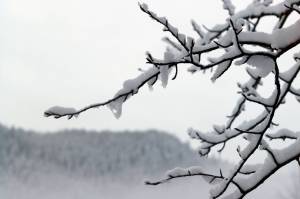 A tree branch bears the weight of accumulated snow. Much of Southeast Alaska saw a foot or more of snow between Friday night and Saturday morning. (Ben Hohenstatt / Juneau Empire)