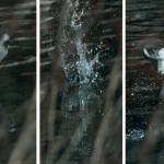 A kingfishers diving sequence: a headfirst plunge with wings folded, splash, airborne again. (Courtesy Photo / Bob Armstrong)