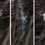 A kingfishers diving sequence: a headfirst plunge with wings folded, splash, airborne again. (Courtesy Photo / Bob Armstrong)