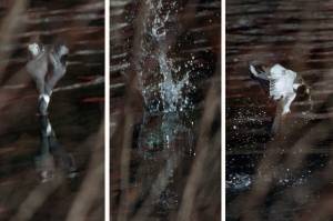 A kingfishers diving sequence: a headfirst plunge with wings folded, splash, airborne again. (Courtesy Photo / Bob Armstrong)