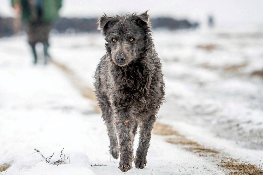 A black Mudi, a Hungarian species of shepherd dogs, helps to drive a herd of 120 buffaloes from its summer pasture to its winter habitat on the premises of the Kiskunsag National Park, Budapest, Hungary, Jan. 25, 2017. The American Kennel Club announced that the Mudi and Russian Toy have received full recognition, and are eligible to compete in the Herding Group and Toy Group, respectively. These additions bring the number of AKC-recognized breeds to 199.(Sandor Ujvari / MTI)