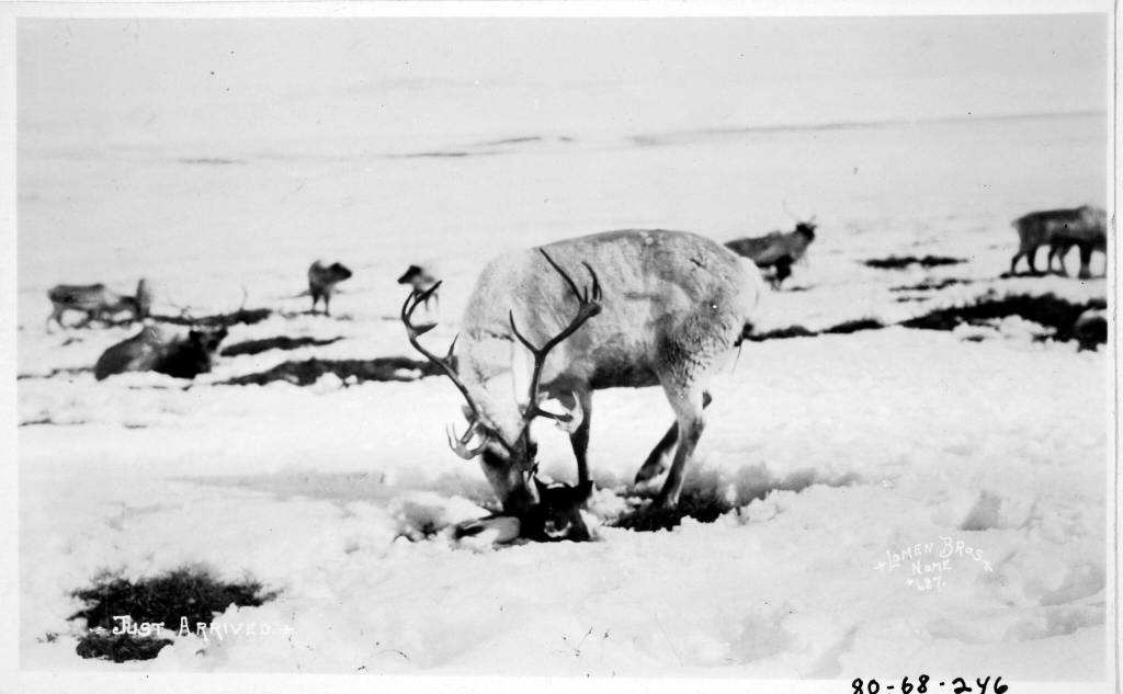 This photo shows reindeer in Nome. (John Zug Album, UAF-1980-68-246. Alaska and Polar Regions Collections and Archives, University of Alaska Fairbanks. Used with permission)
