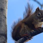 This September 2021 photo shows a squirrel near Nugget Falls. There was not much sign of squirrel activity near Montana Creek, writes Mary F. Willson, just a few tramplings near some trees.(Ben Hohenstatt / Juneau Empire File)