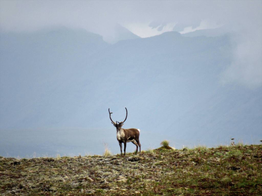 A caribou beneath the ramparts of volcano Mount Dutton on the Alaska Peninsula. (Courtesy Photo / Bjorn Dihle)