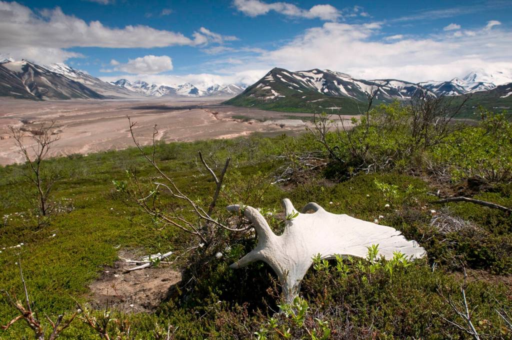 Moose antlers sit on the edge of the Valley of 10,000 Smokes, Katmai National Park, Southwest Alaska, Summer. (Courtesy Photo / Chris Miller)