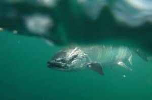 A king salmon on a line in Southeast Alaska gets pulled toward the net. The 2020 SeaBank report calls industrial logging and climate change “double jeopardy for salmon.” 
(Courtesy Photo / Bjorn Dihle)