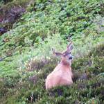 Courtesy Photo / Mary Catharine Martin 
A deer rests in the alpine of the Tongass National Forest, on Admiralty Island.