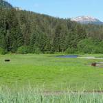 Courtesy Photo / Mary Catharine Martin 
A male brown bear follows a female brown bear in a Southeast Alaska estuary during mating season in 2016. Southeast Alaska has one of the largest estuary systems in the world. Estuaries are particularly productive, according to the most recent annual SeaBank report  as a breeding ground for animals, as a place ¾ of all fish caught in Southeast use in some part of their life cycle, and more. Estuaries are also at extreme risk from climate change.