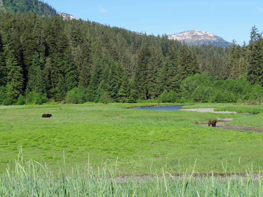 Courtesy Photo / Mary Catharine Martin 
A male brown bear follows a female brown bear in a Southeast Alaska estuary during mating season in 2016. Southeast Alaska has one of the largest estuary systems in the world. Estuaries are particularly productive, according to the most recent annual SeaBank report  as a breeding ground for animals, as a place ¾ of all fish caught in Southeast use in some part of their life cycle, and more. Estuaries are also at extreme risk from climate change.