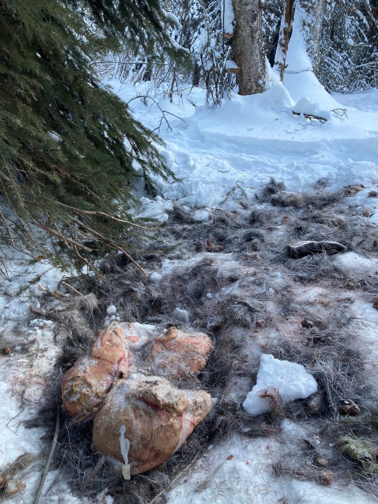 The remains of a moose calf lie on the snow in a valley north of Goldstream Creek near Fairbanks on Jan. 8, 2022. It had died following Decembers deep snows and freezing rain. Within a few days, wolves found and ate it, leaving nothing but the stomach, the pelvic bones and a lot of hair. (Courtesy Photo / Ned Rozell)