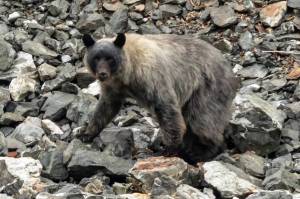 This photo shows a glacier bear walking along rocky terrain. There are four known populations of black bears in Southeast Alaska that include the lighter-colored bears, said Tania Lewis, a wildlife biologist for the National Park Service at Glacier Bay National Park and Preserve. (Courtesy Photo / Tom Hausler)