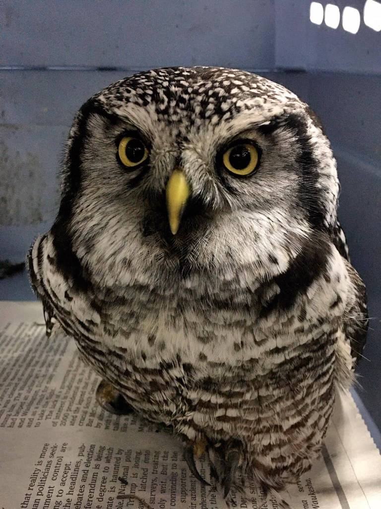 Courtesy photo / Juneau Raptor Center 
This northern hawk-owl rescued Juneau Raptor Center in November 2021 after being found downtown was a rare find in Juneau, said the centers manager.