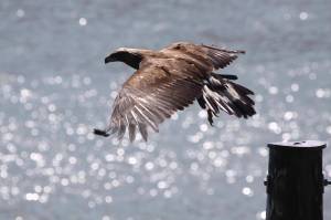 Courtesy photo / Juneau Raptor Center 
This golden eagle was rescued by the Juneau Raptor Center over the summer after being found weak and thin.