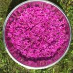 Yéilk Vivian Mork / For the Capital City Weekly 
Fireweed is a gift from Tlingit Aaní, writes Yéilk Vivian Mork. In our Lingít language its called lóol.