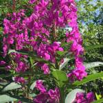 Yéilk Vivian Mork / For the Capital City Weekly 
Fireweed offers lessons for the new year.