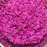 Fireweed is a gift from Tlingit Aaní, writes Yéilk Vivian Mork. In our Lingít language its called lóol. (Yéilk Vivian Mork / For the Capital City Weekly)