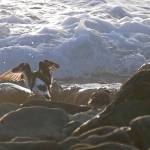 Turnstones often forage on rocky reefs near the wave action. (Courtesy Photo / Bob Armstrong)