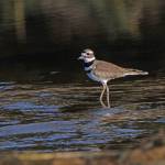Killdeer chicks have just one black breast band at first, but soon get the characteristic two bands.(Courtesy Photo / Bob Armstrong)
