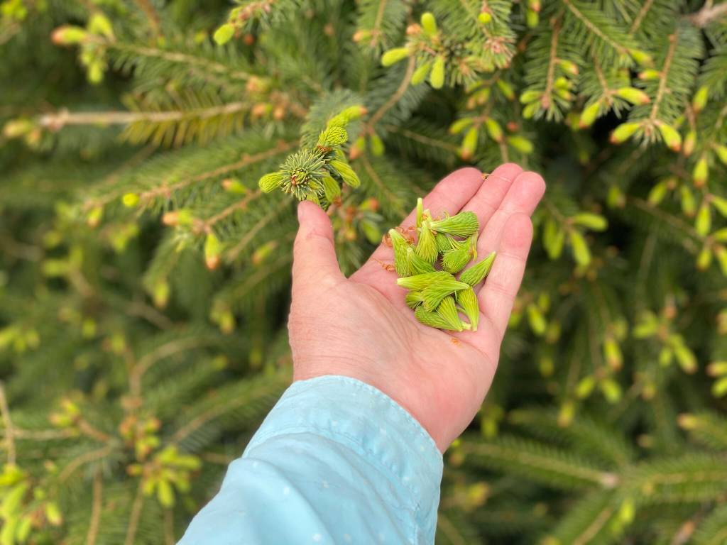Spruce tip harvesting in a pandemic in Wrangell. (Vivian Faith Prescott / For the Capital City Weekly)