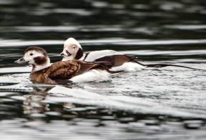 A pair of Long-tailed Ducks, Statter Harbor, Auke Bay, Southeast Alaska. (Courtesy Photo / Kenneth Gill, gillfoto)