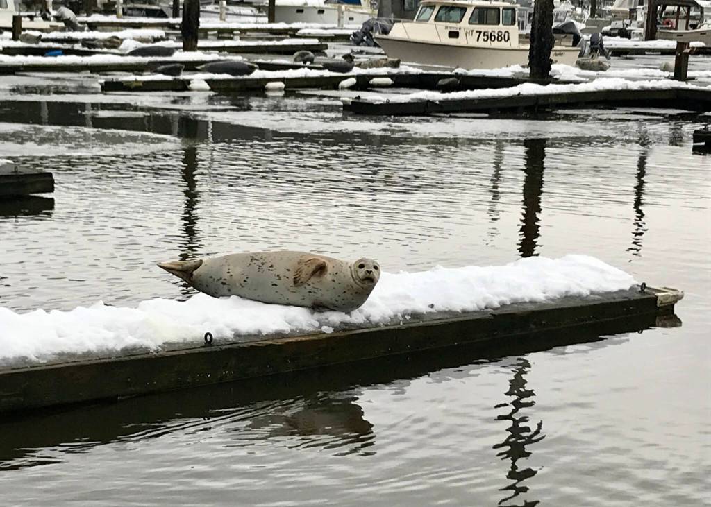 An Auke Bay Visitor finds temporary slip at Fishermans Bend Feb. 6. (Courtesy Photo / Steve Parker)