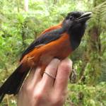 This photo available under a Creative Commons license shows a hooded pitohui (Pitohui dichrous) YUS Conservation area on the Huon Peninsula, Morobe Province, Papua New Guinea. They are among the most well-known examples of a toxic birds. (Courtesy Photo / Wikimedia)