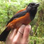 This photo available under a Creative Commons license shows a hooded pitohui (Pitohui dichrous) YUS Conservation area on the Huon Peninsula, Morobe Province, Papua New Guinea. (Courtesy Photo / Wikimedia)