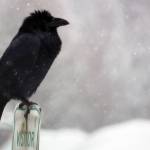 Ben Hohenstatt / Juneau Empire
A raven looks out at the snowy landscape on Feb. 4 in the Mendenhall Valley. According to the National Weather Service, 81.6 inches of snowor about as much as falls during a typical yearhad fallen at the Juneau International Airport as of mid-day Monday, before the latest storm dumped more snow across the area.