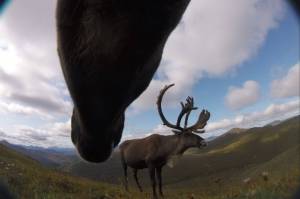 A bull caribou from the Fortymile herd as seen from a camera around the neck of a female caribou. Still image from a nine-second video the collar captured during a study of the herd using cameras that dropped to the ground in autumn. I(Courtesy Image /Libby Ehlers)