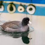 An American coot spent time in Auke Bay this winter, farther north than usual. (Courtesy Photo / Kerry Howard)