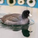 An American coot spent time in Auke Bay this winter, farther north than usual. (Courtesy Photo / Kerry Howard)