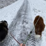 Vivian Faith Prescott / For the Capital City Weekly 
Kéet and Oscar walk the bike path after its plowed.