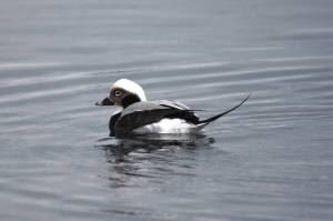 This photo shows a long-tailed duck. Lucky birders around Auke Bay might spot these birds during the upcoming Great Backyard Bird Count. Nine were counted on Juneaus Christmas Bird Count. (Courtesy Photo / Gwen Baluss)