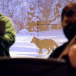 This photo shows a photo of Romeo the wolf framed by Heather Mitchell and Franz Felkl during rehearsals for Black Wolf one of two songs that comprise Wolf Songs.