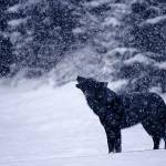 This photo provided by Nick Jans shows the wolf known as Romeo, famous for his friendly interactions with locals and  their pets. Romeo inspired a series of events this month that culminates in "Wolf Songs," which will premiere two original works inspired by the wolf. (Courtesy Photo / Nick Jans)