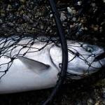 Glacial retreat will create thousands of miles of new salmon habitat by 2100  which means, scientists say, that managers need to be thinking proactively about how to manage that land. Pictured is a king salmon on a Southeast Alaska shore. (Mary Catharine Martin / SalmonState)
