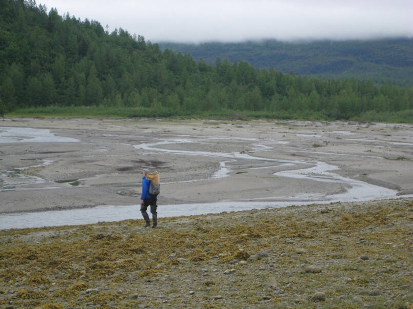 Vivid Stream, in Glacier Bay, came out from under glacier ice in the last century and now has thousands of pink salmon spawning in it. (Courtesy Photo / Sonia Nagorski)