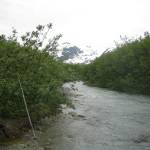 Stonefly Creek, in Glacier Bay, came out from under glacier ice in the last century and now has thousands of pink salmon spawning in it. (Courtesy Photo / Sonia Nagorski)