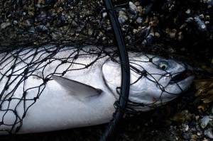 Glacial retreat will create thousands of miles of new salmon habitat by 2100 — which means, scientists say, that managers need to be thinking proactively about how to manage that land. Pictured is a king salmon on a Southeast Alaska shore. (Mary Catharine Martin / SalmonState)