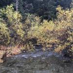 Steep Creek, by the Mendenhall Glacier, was created since the retreat of glacial ice in the last 100 years. It is now a spawning location for multiple species of wild salmon and is some of the most heavily viewed wild salmon habitat in Alaska. Here, coho salmon spawn in mid-October, 2021.(Mary Catharine Martin / SalmonState)