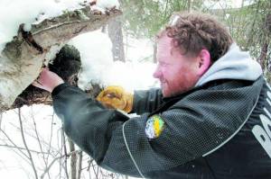 Todd Sformo looks for overwintering insects in the forest near Chena Hot Springs. (Courtesy Photo / Ned Rozell)