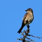 An olive-sided flycatcher perches atop a tree in Alaska. (Courtesy Photo / Sara Germain, U.S. Fish and Wildlife Service)