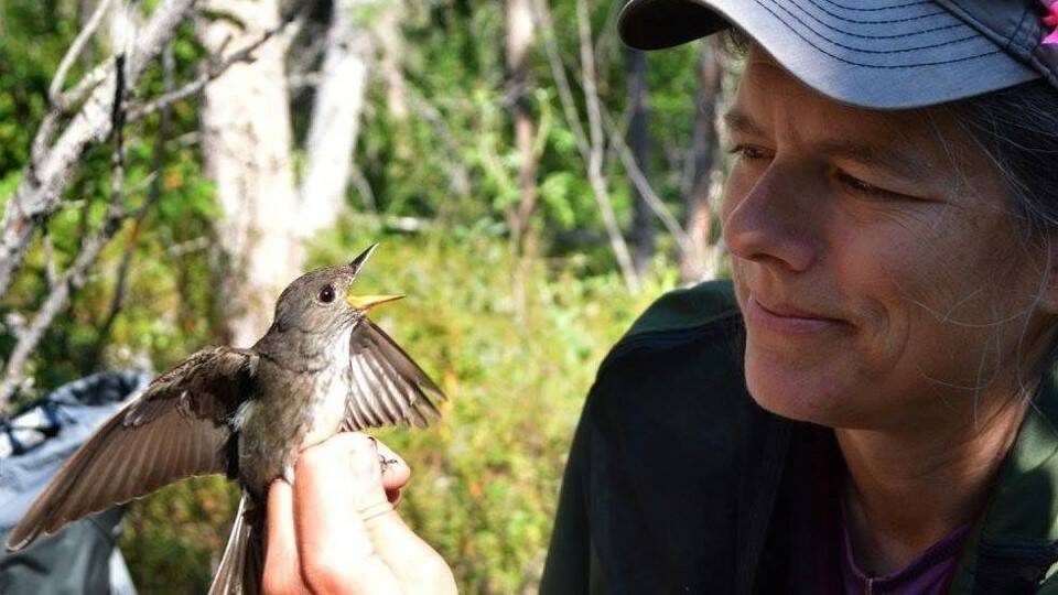 An olive-sided flycatcher carries a geolocator device that allows biologists to determine its location by the amount of daylight to which it was exposed. (Courtesy Photo / Alaska Department of Fish and Game photo)