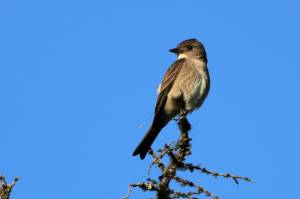 An olive-sided flycatcher perches atop a tree in Alaska. (Courtesy Photo / Sara Germain, U.S. Fish and Wildlife Service)