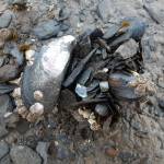 This photo was taken in the mud flats area of North Douglas. (Courtesy Photo / Elizabeth Jennings)