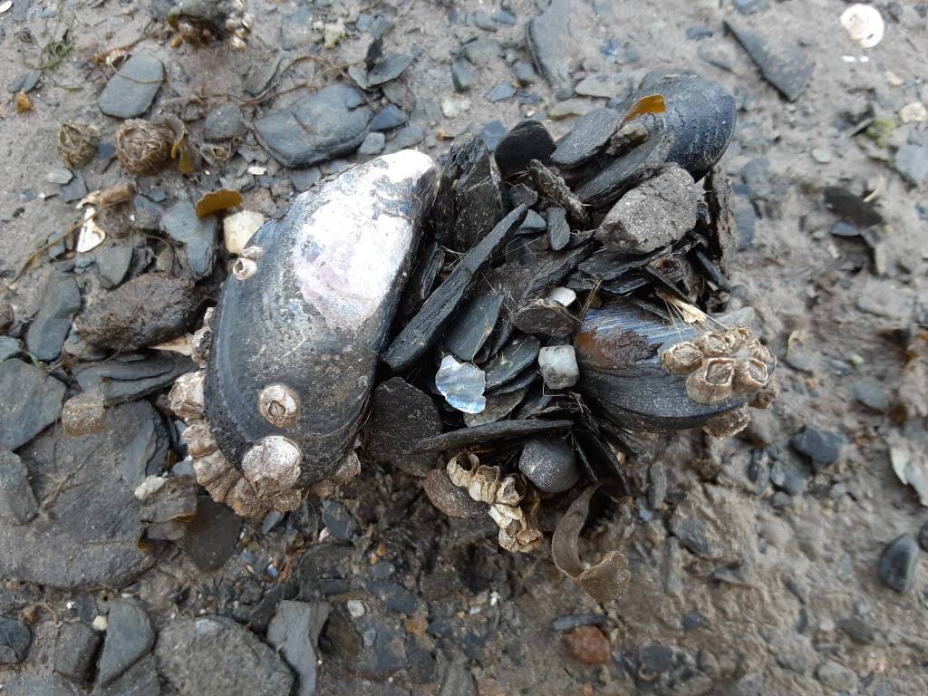 This photo was taken in the mud flats area of North Douglas. (Courtesy Photo / Elizabeth Jennings)