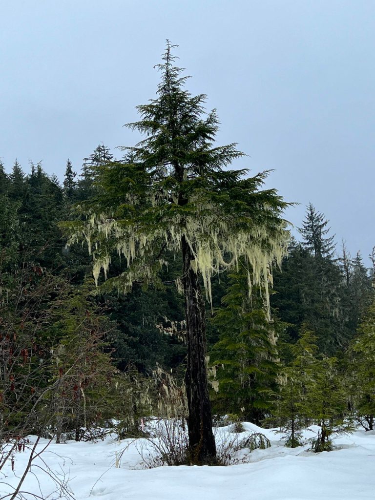 This photo was taken along the Switzer Loop Trail on Feb. 19, 2022. (Courtesy Photo / Deana Barajas)
