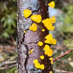 This photo was taken along the Switzer Loop Trail on Feb. 19, 2022. (Courtesy Photo / Deana Barajas)