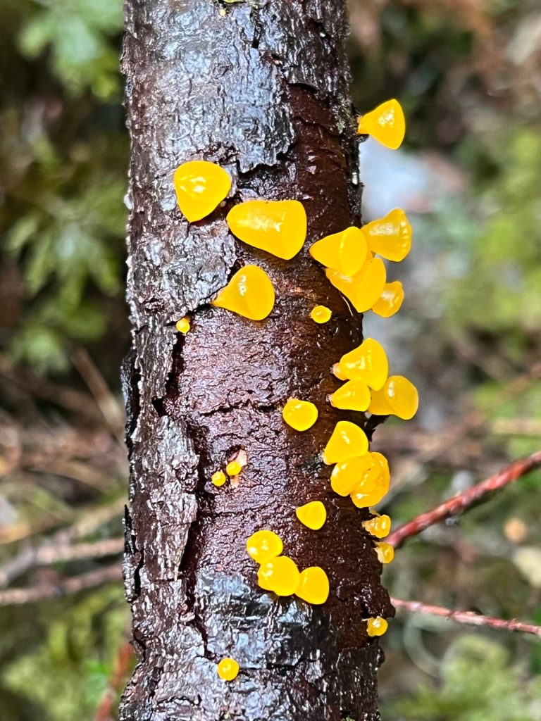 This photo was taken along the Switzer Loop Trail on Feb. 19, 2022. (Courtesy Photo / Deana Barajas)